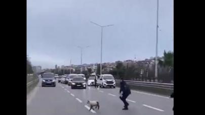 Yola atlayan minik kuzu trafiği karıştırdı!
