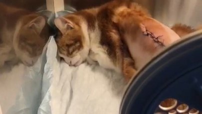 Tekmelenen kedinin kaburgaları kırıldı! 20 kedi kayıp!