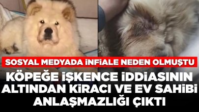 Sosyal medyada infiale neden olmuştu: Köpeğe işkence iddiasının altından kiracı ve ev sahibi anlaşmazlığı çıktı