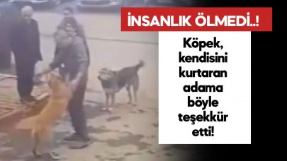 Köpekten, kendisini dereden kurtaran adama sevgi gösterisi