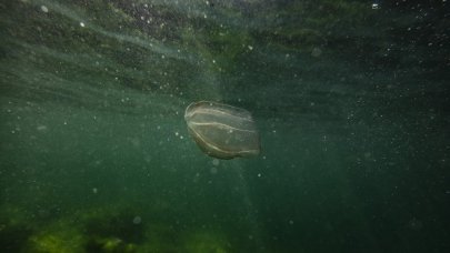 Denizanası artışı balıkçılığı tehdit ediyor