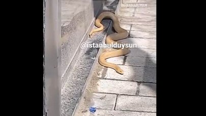 Sokak ortasında dev yılan paniği!