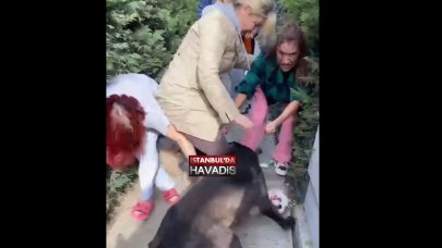 Banu Parlak’ın köpeği başka bir köpeğe saldırdı!