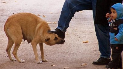Hayvana şiddet vicdanı zedeliyor