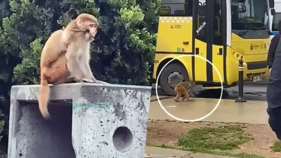 Firari maymun paniği!