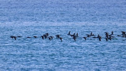 İstanbul Boğazı'nda nesli tükenen yelkovan kuşlarına uydu vericili takip