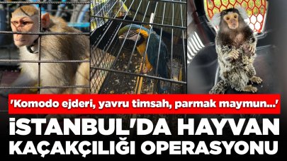 İstanbul'da hayvan kaçakçılığı operasyonu: 'Komodo ejderi, yavru timsah, parmak maymun, tarantula...'