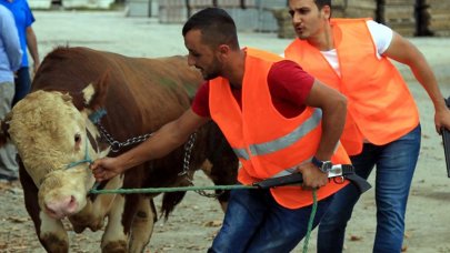 İstanbul'da kaçan kurbanlıklar için 'Boğa Yakalama Timleri' devrede