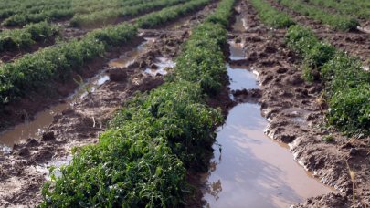 Sağanak ve dolu yağışı ekinlere zarar verdi