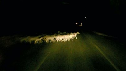 Edirne’de minibüsün çarptığı sürüdeki 16 koyun öldü