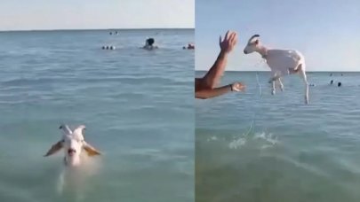 Sıcak havada bunalınca keçisiyle birlikte denize girdi, o anlar şaşkınlık yarattı