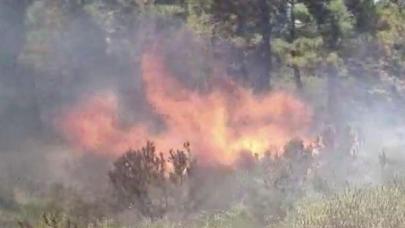 İstanbul'da orman yangını! Ekipler müdahale ediyor...