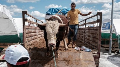 Kurbanlıklar İstanbul'a geldi
