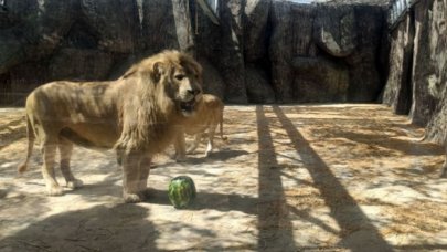 Dünya Aslan Günü’ne özel kutlama