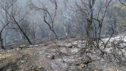 Edremit'te zeytinlik alanda yangın