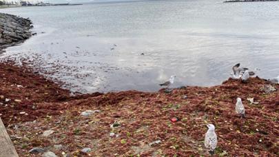 Caddebostan sahilini yine kırmızı yosunlar sardı
