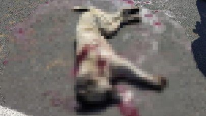 Vicdansızlığın böylesi! Düğün salonu önündeki köpeği tabancayla öldürdü