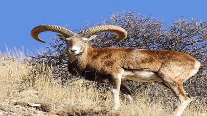 Yaban koyunu ve leopar vurmanın cezası 267 bin lira