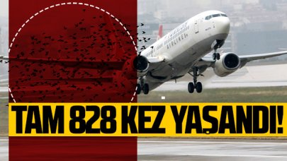 Uçaklara 828 kez kuş çarptı