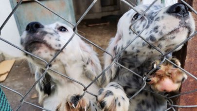 'Hayvanları Koruma Kanunu' TBMM'de kabul edildi