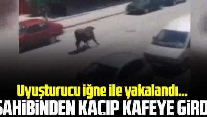 Sahibinden kaçan boğa kafeye girdi!