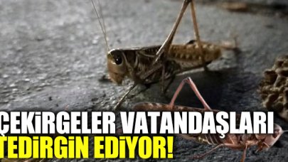 Sultangazi ve Arnavutköy'de görülen çekirgeler tedirgin ediyor