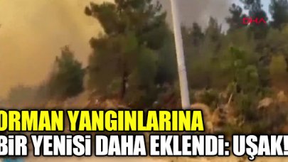 Uşak'ta orman yangını