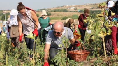 Büyükçekmece ilk mahsullerini almaya başladı