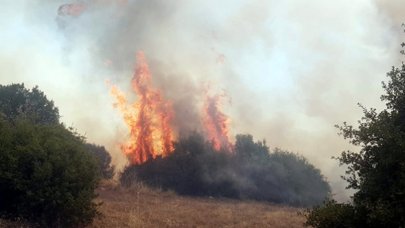 Kula'da makilik yangını ormana sıçradı