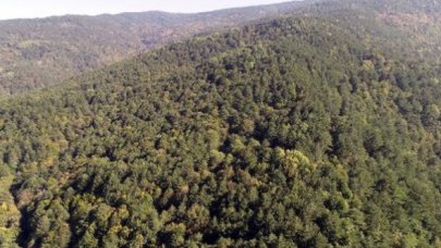 İstanbul'da ormanlara giriş yasağı uzatıldı