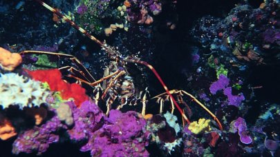 TÜDAV: Türkiye'nin ilk ve tek sualtı parkının bulunduğu Gökçeada Yıldız Koy'u imara açılmamalı