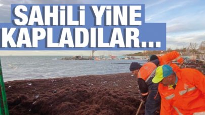 Kadıköy Caddebostan sahilini yine kırmızı renkli yosunlar kapladı