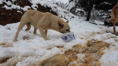 Kartal Belediyesi’nden sokak hayvanlarına mama desteği