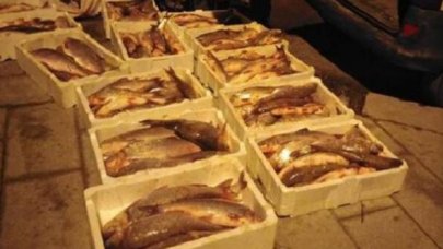 Terkos Gölü'nde kaçak avlanan 400 kg akbalığa el konuldu