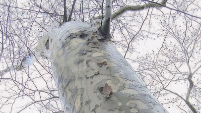 Çırağan Caddesi'ndeki 112 çınar ağacı kanser nedeniyle kesildi
