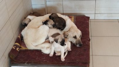 Hayvan bakımevinde kötü muamele!