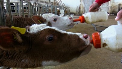 Muş'ta dünyaya gelen buzağılara bebek gibi bakılıyor