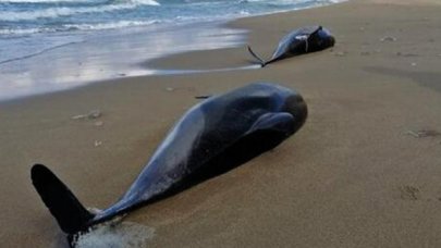 TÜDAV: Batı Karadeniz kıyılarında boğulma sonucu 80 yunus öldü