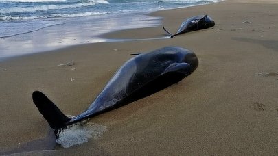 Batı Karadeniz'de boğulma sonucu 80 yunus öldü