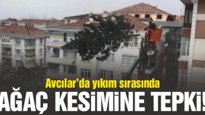 Avcılar'da yıkım sırasında ağaç kesimine tepki