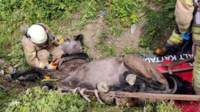 Avcılar’da itfaiyeden at ve martı kurtarma operasyonu