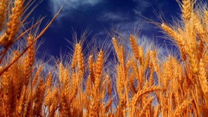 Hindistan’dan buğday ithal ettik