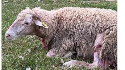 Arnavutköy'de koyunlara sokak köpekleri saldırdı; 3'ü öldü 7'si yaralandı