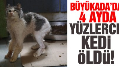 Büyükada'da 4 ayda yüzlerce kedi öldü
