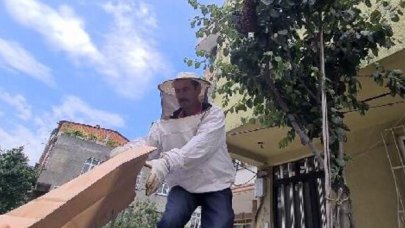 Sultangazi'de polis memuru oğul veren arıları ağaçtan topladı