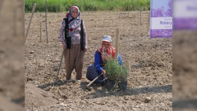 Pavlonya ağaçları toprakla buluştu