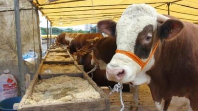 Kartal'da kurban satış pazarı kuruldu