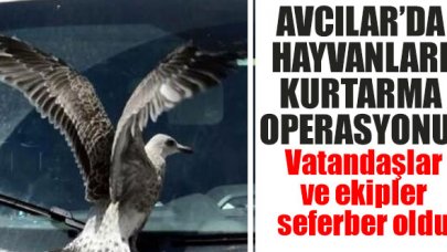 Avcılar'da hayvan kurtarma operasyonları