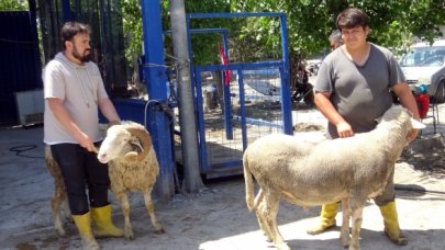 Öksüzlere kurban bağışı