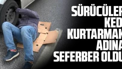 TEM'de sürücülerin kedi kurtarma seferberliği